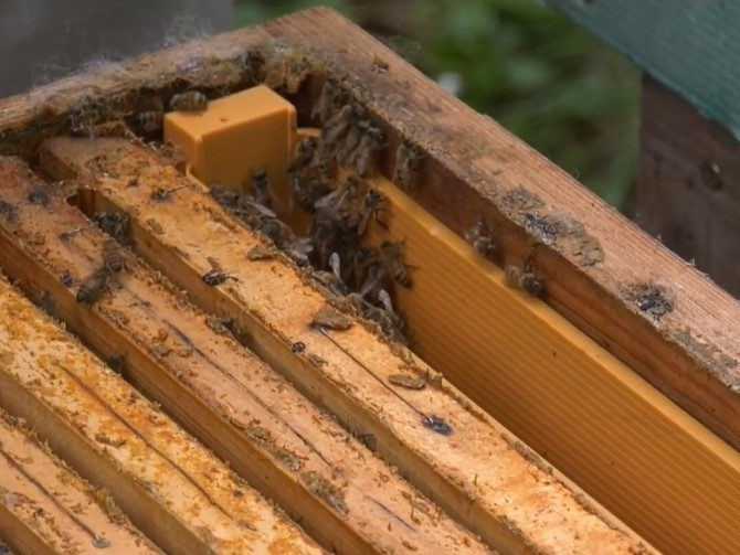 Na ilustračnej snímke včely.