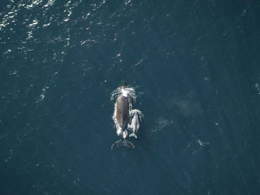 Ilustračná snímka veľrýb.