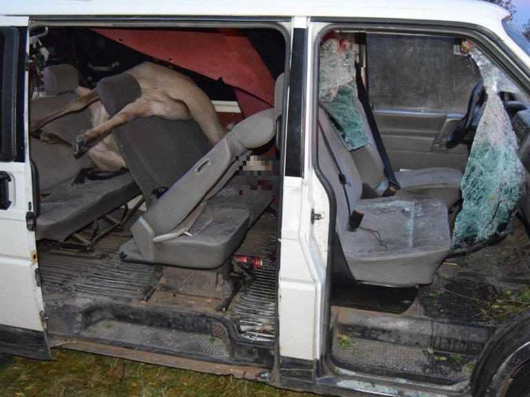 Ilustračná snímka zrážky auta so zverou.