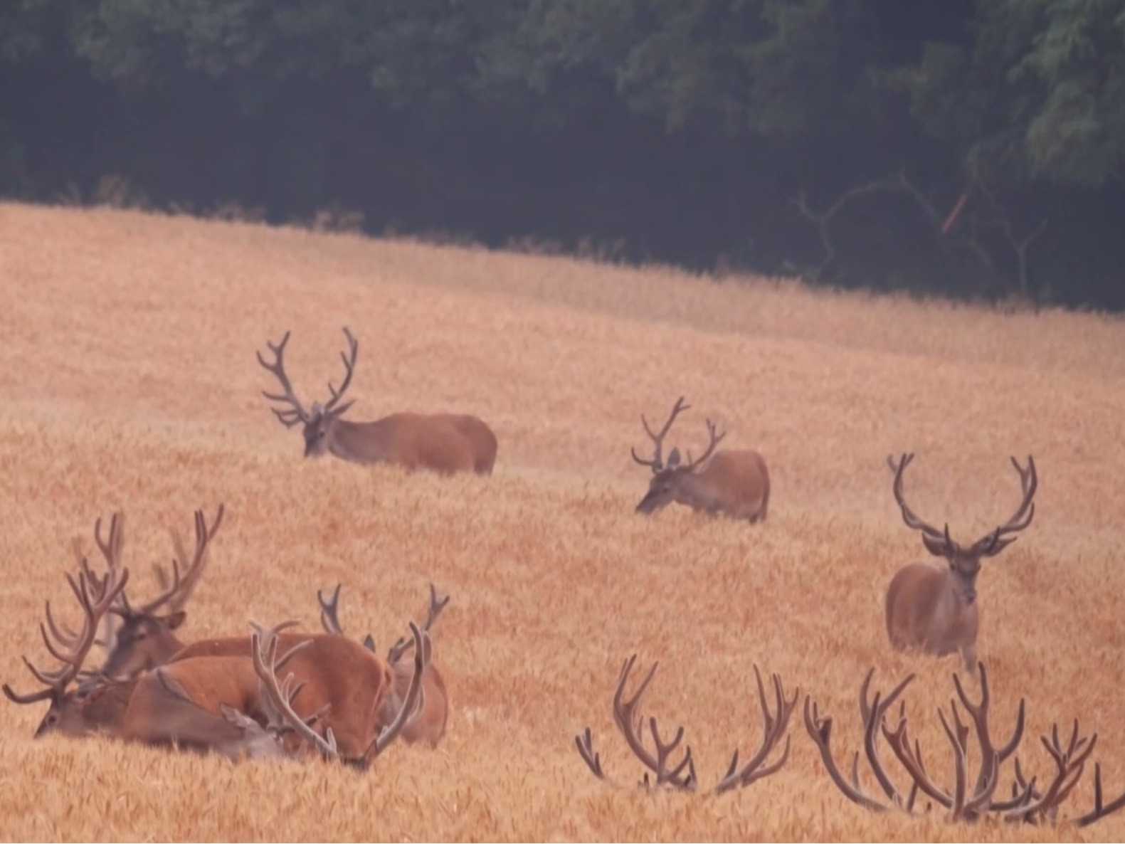 Škody, ktoré zver spôsobí, sa len na plodinách odhadujú na 20 miliónov eur ročne.