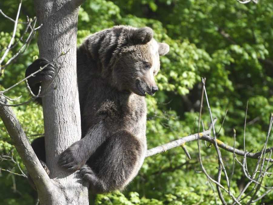 Ilustračná snímka medveďa.