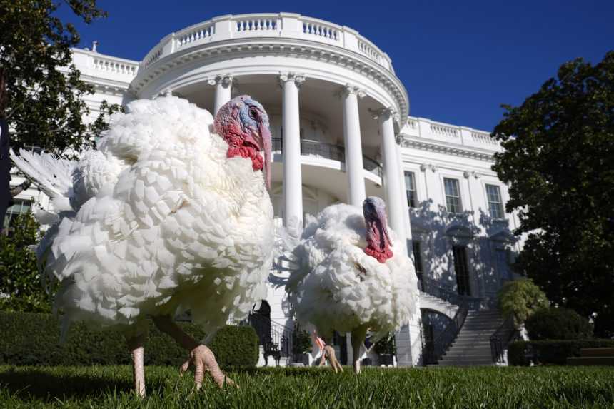 Omilosten&eacute; moriaky Peach a Blossom pred Bielym domom v USA.