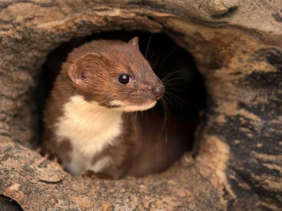 Ilustračná snímka lasice.