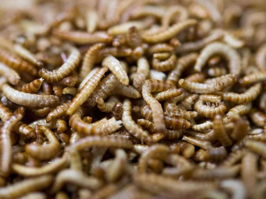 Larvy chrobáka z rodu Alphitobius, ktorý patrí do čeľade Tenebrionidae.