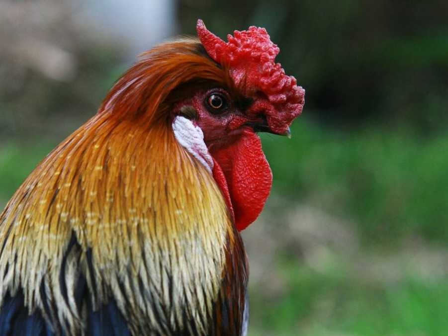 Ilustračná snímka kohúta.