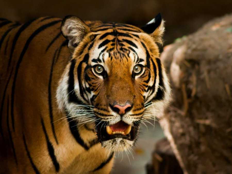 Na snímke je tiger.