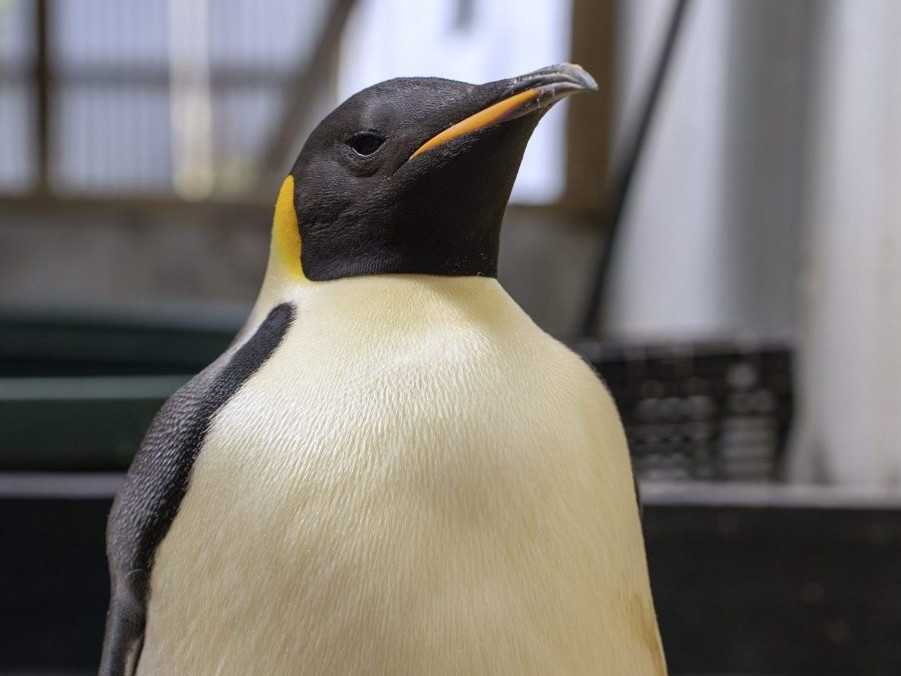 Na snímke tučniak, ktorého našli v Austrálii.