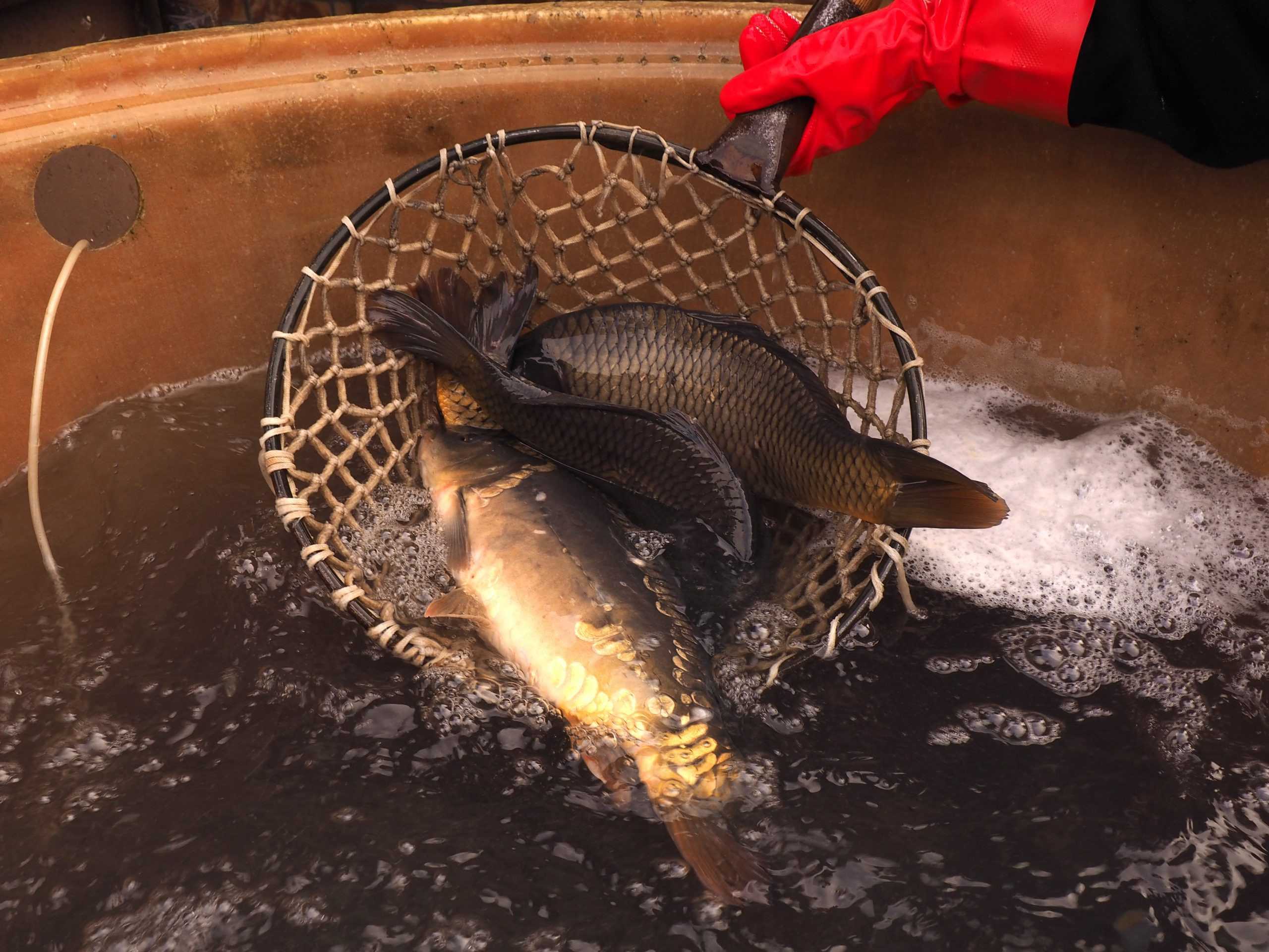 Predaj vianočných kaprov.