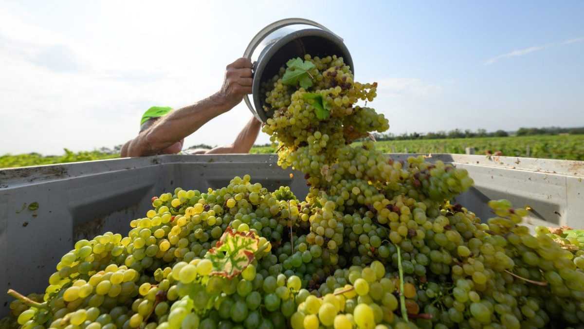 Podiel mlad&yacute;ch ľud&iacute;, ktor&iacute; pij&uacute; alkohol, rap&iacute;dne klesol. Vin&aacute;ri sa rozhodli reagovať