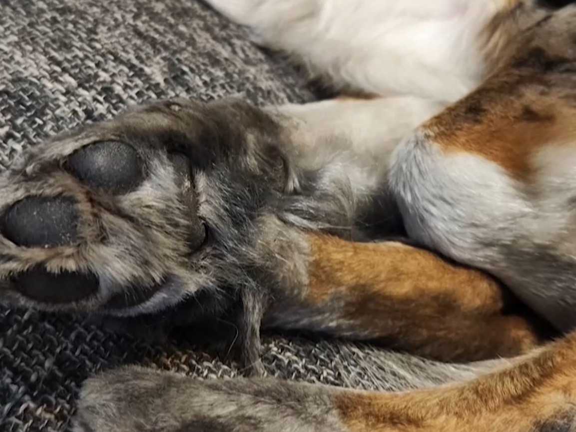 Zvolenčanom a ich zvieratám strpčuje život znečistenie.