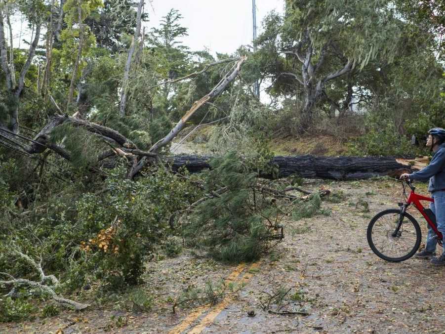 Cyklista pri vyvrátenom strome v Kalifornii.