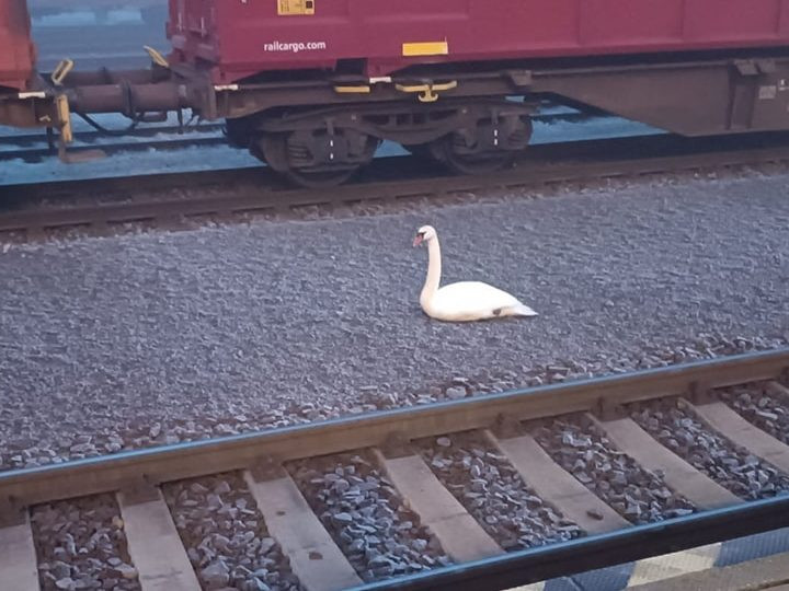 Na snímke labuť, ktorú zachraňovali na stanici v Leopoldove.