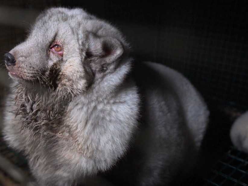 Líška z kožušinovej farmy.