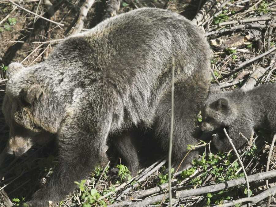 Ilustračná snímka medvedice s mláďaťom.