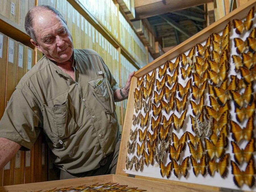Na snímke zberateľ motýľov Steve Collins.