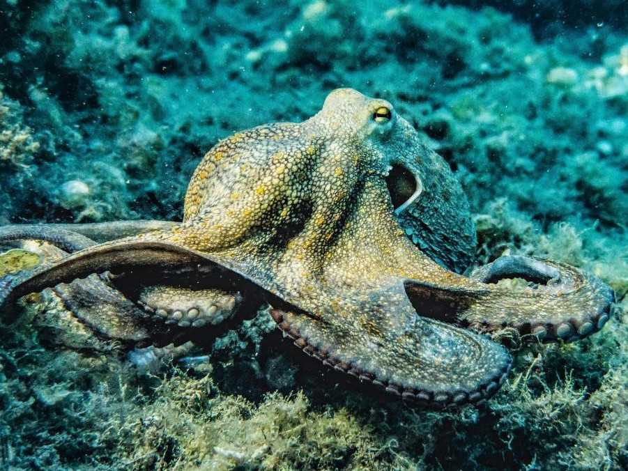 Na snímke chobotnica.