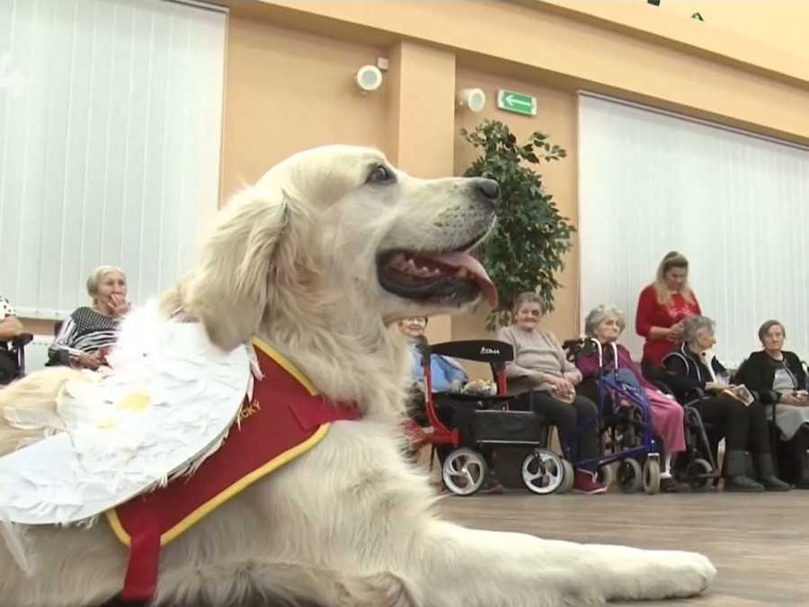 Pes počas rozdávania darčekov v Dome seniorov v Tatranskej Štrbe.