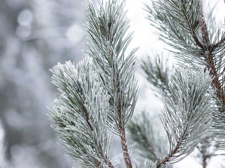 Na snímke námraza na strome.
