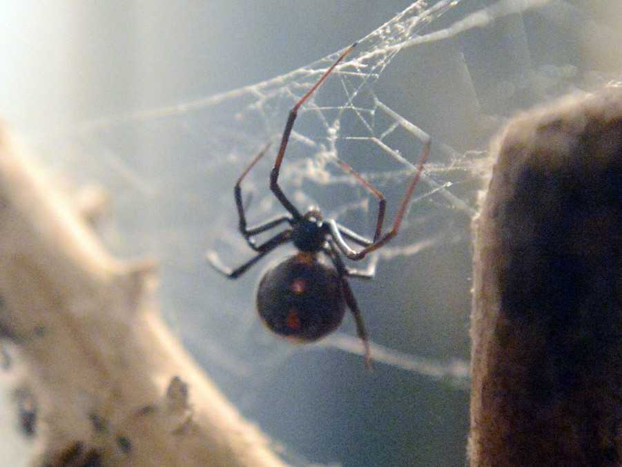 Na snímke pavúk Latrodecsus mactans, ľudovo čierna vdova.