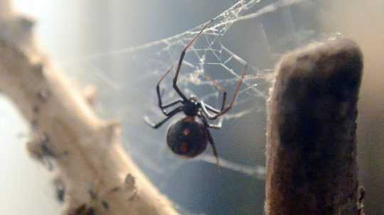 Na snímke pavúk Latrodecsus mactans, ľudovo čierna vdova.