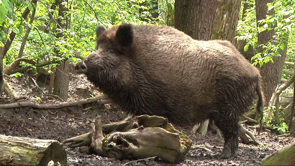 Africký mor ošípaných sa šíri už aj na juhozápade Slovenska. Veterinári vyzývajú chovateľov na obozretnosť