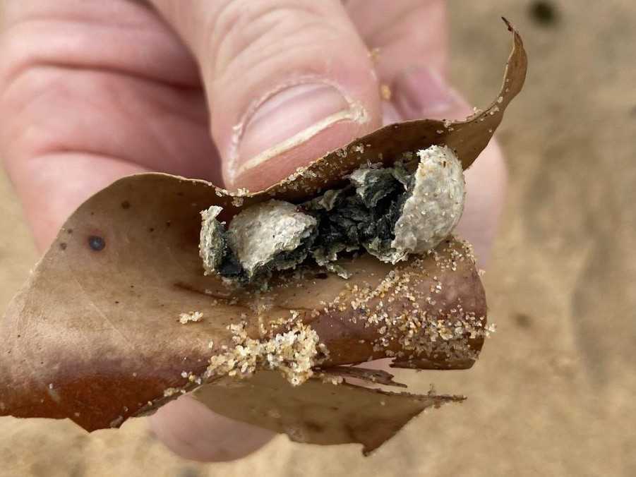 Na snímke guľa, ktorú vyplavilo more na austrálskom pobreží.