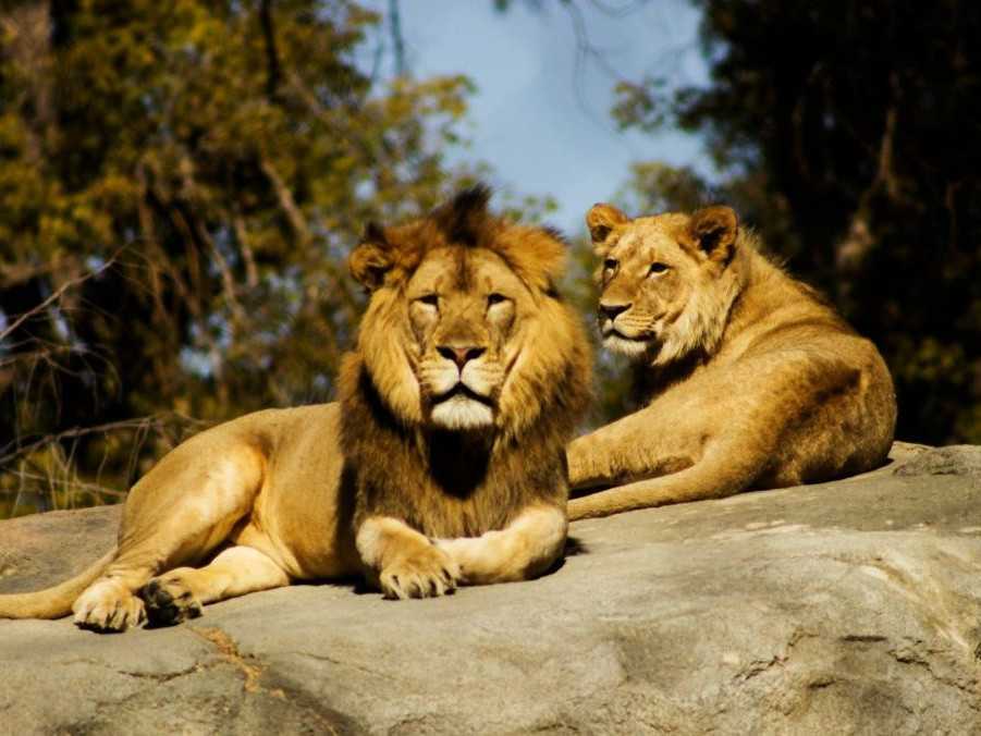 Ilustračná snímka levov.