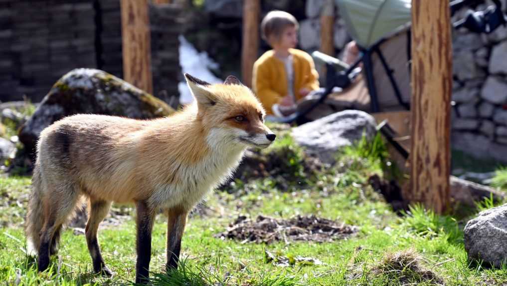 Opatrenia proti šíreniu besnoty v Michalovciach stále platia. Veterinár radí, ako ochorenie u zvieraťa rozpoznať