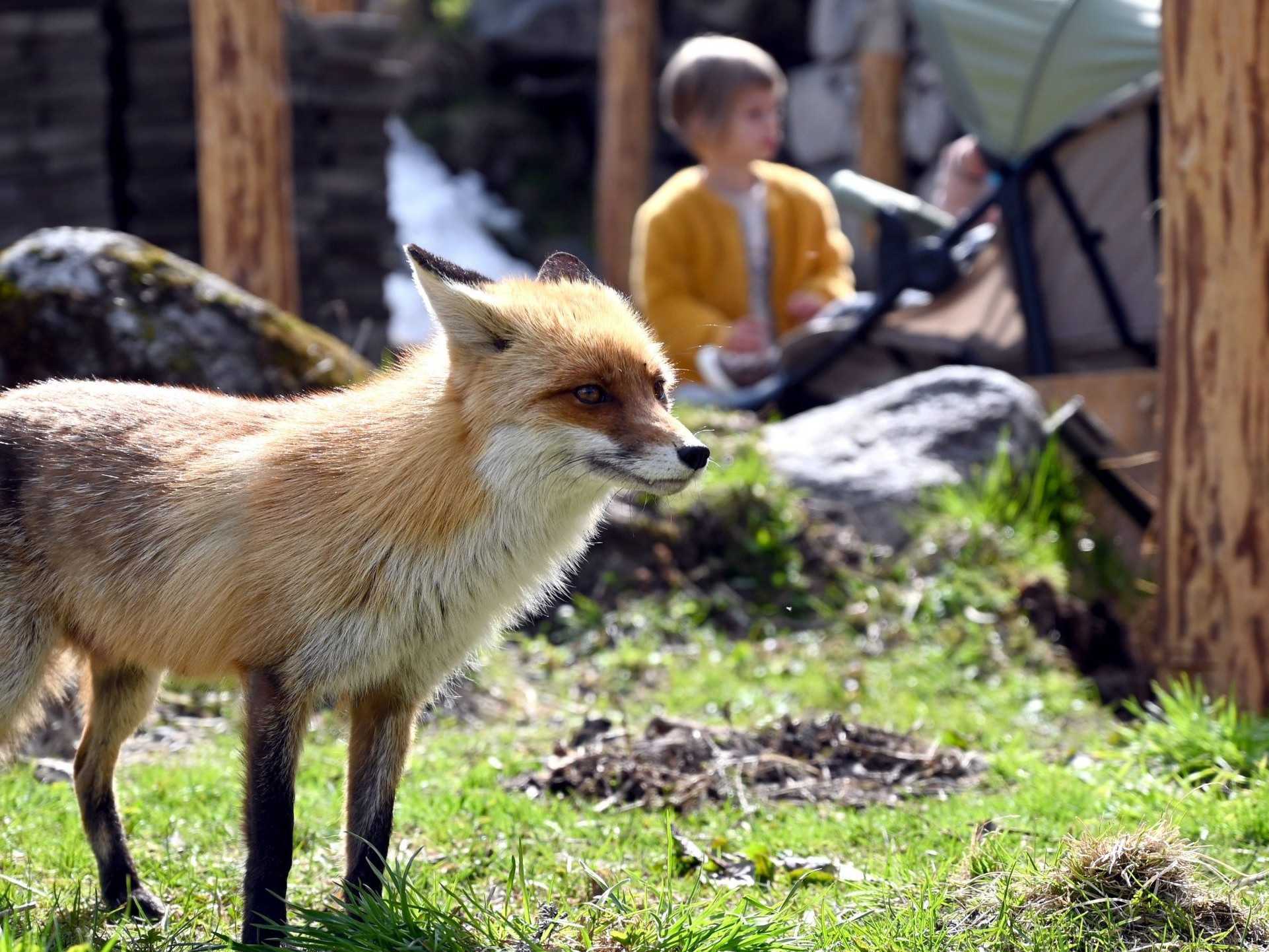 Na ilustračnej snímke líška hrdzavá.