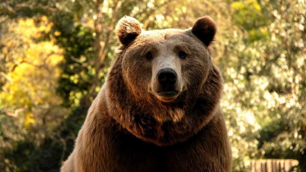 Po evakuácii si doma našiel nečakaného návštevníka: Mužovi z Los Angeles sa pod domom zabýval medveď