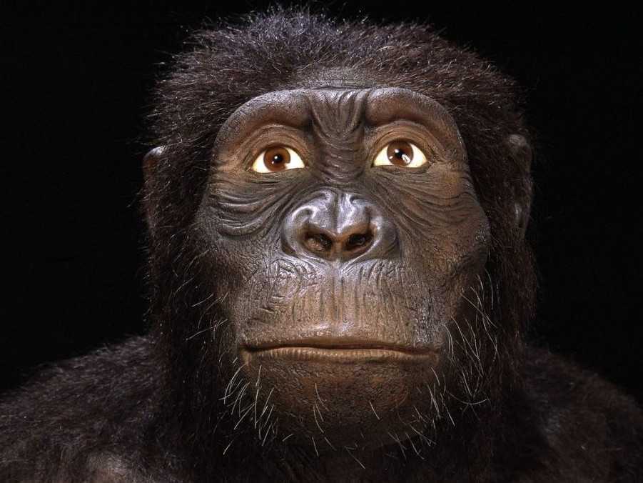 Australopithecus anamensis.