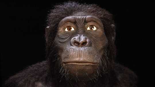 Australopithecus anamensis.