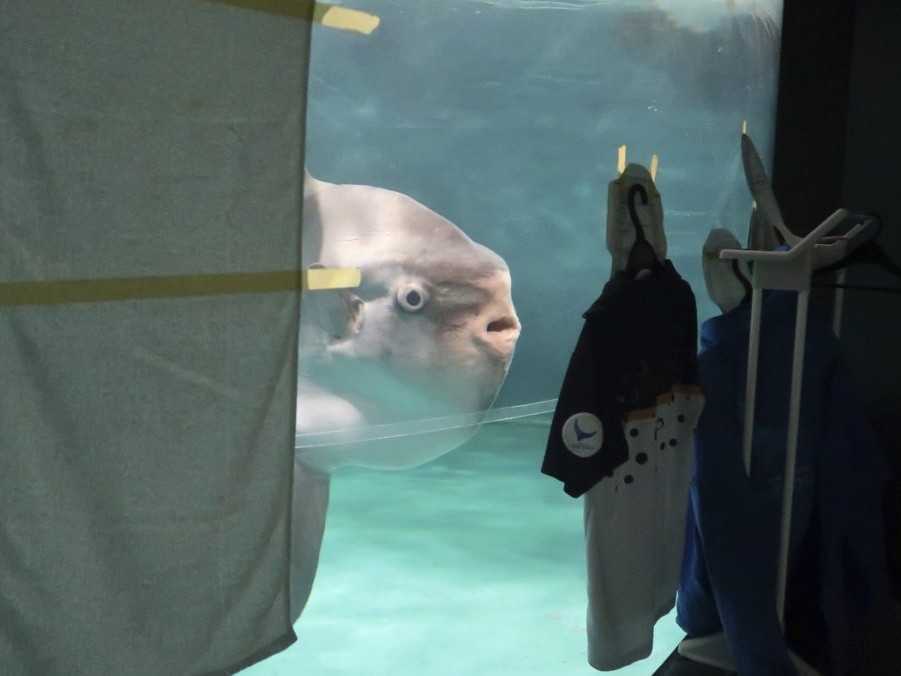 Na snímke ryba v japonskom múzeu, ktorú rozveseľujú kartónové postavy.