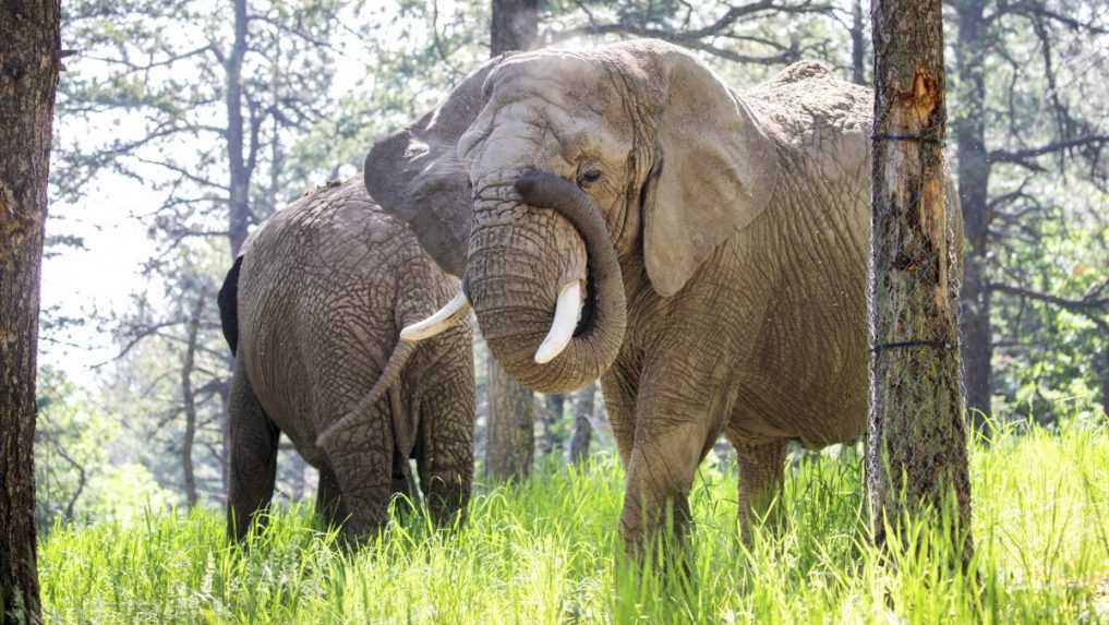 V Colorade padol bizarný rozsudok: Slony nemôžu žiadať prepustenie zo zoo, lebo nie sú ľudia