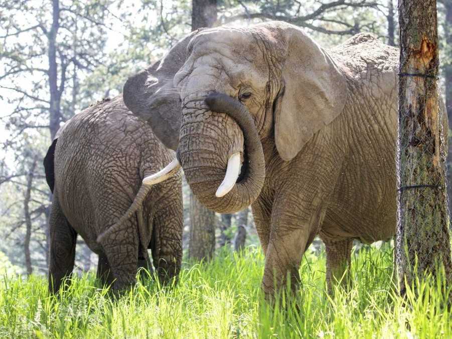 Slony Kimba a Lucky v zoologickej záhrade v Colorado Springs.