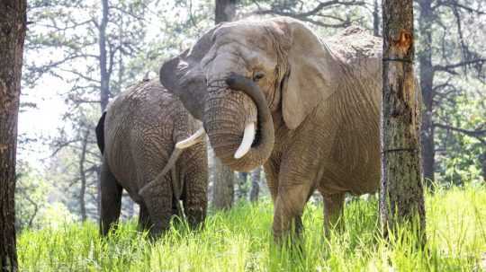 Slony Kimba a Lucky v zoologickej záhrade v Colorado Springs.