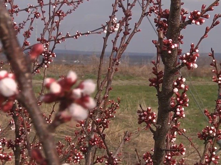 Na ilustračnej snímke kvitnúci strom.