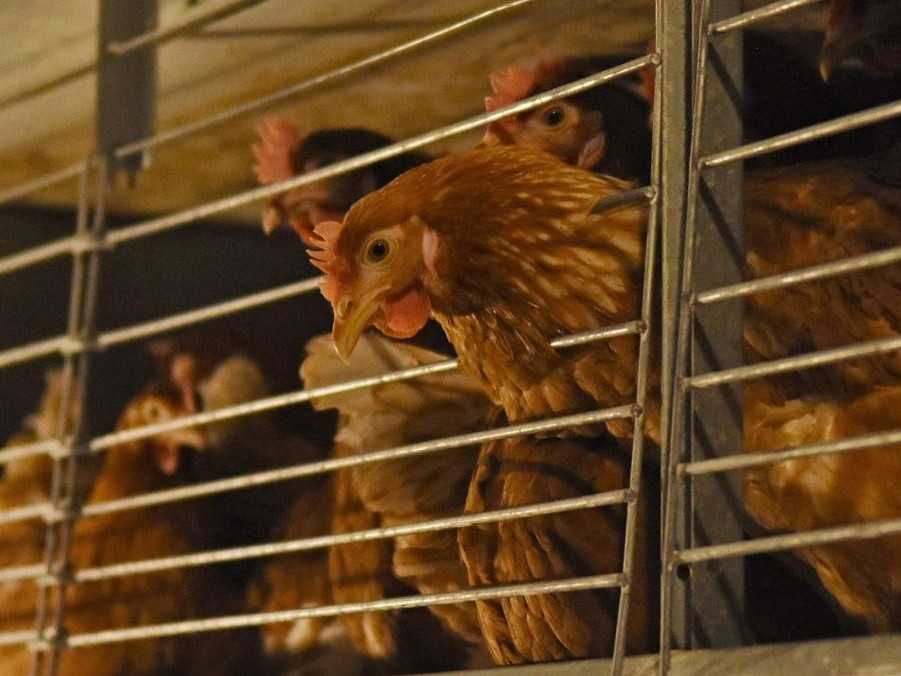 Sliepky v klietkovom veľkochove.