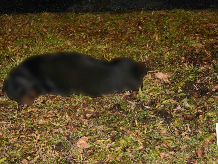 Pes, ktorý napadol ľudí v Leviciach.