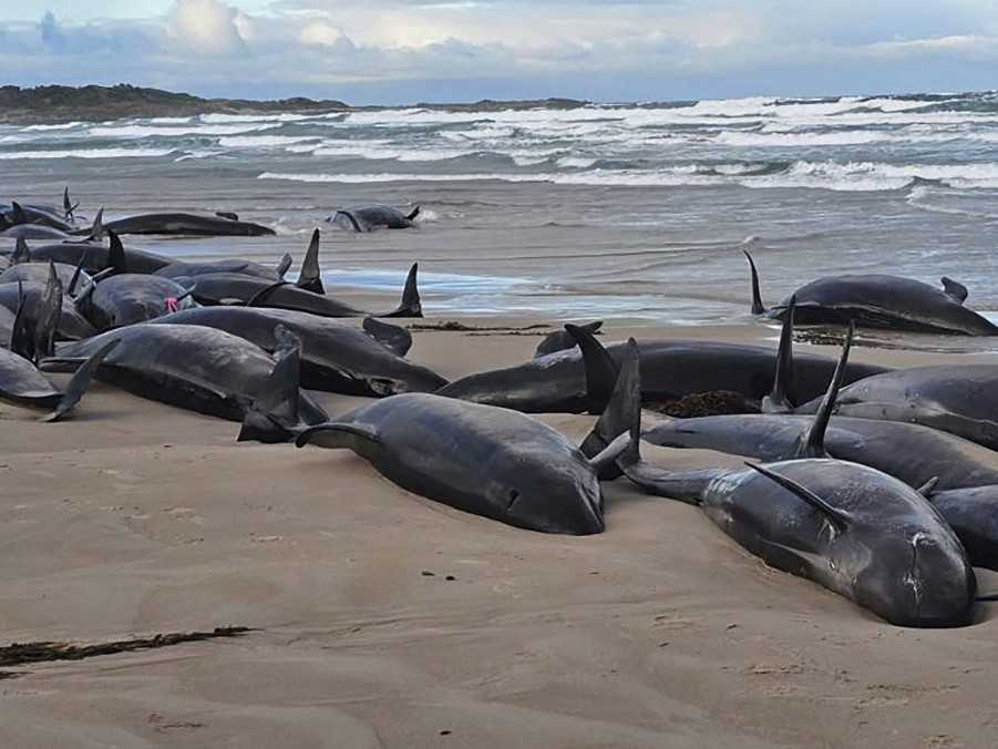 Na snímke uviaznuté kosatky na ostrove Tasmánia.