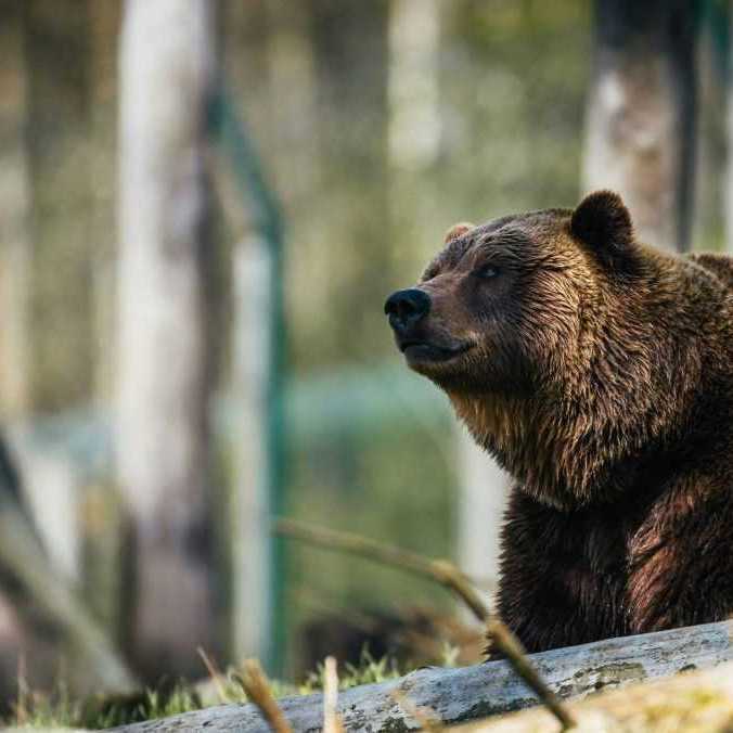 Rezort životného prostredia povolil odstrel medveďov na Liptove. Ochranári chcú toto rozhodnutie napadnúť na súde