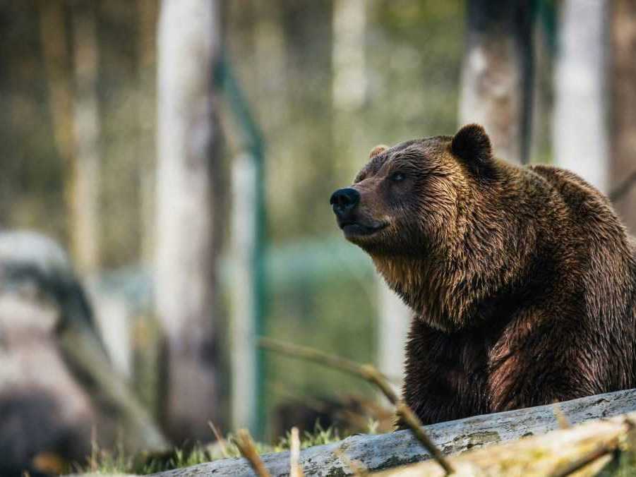 Rezort životného prostredia povolil odstrel medveďov na Liptove. Ochranári chcú toto rozhodnutie napadnúť na súde