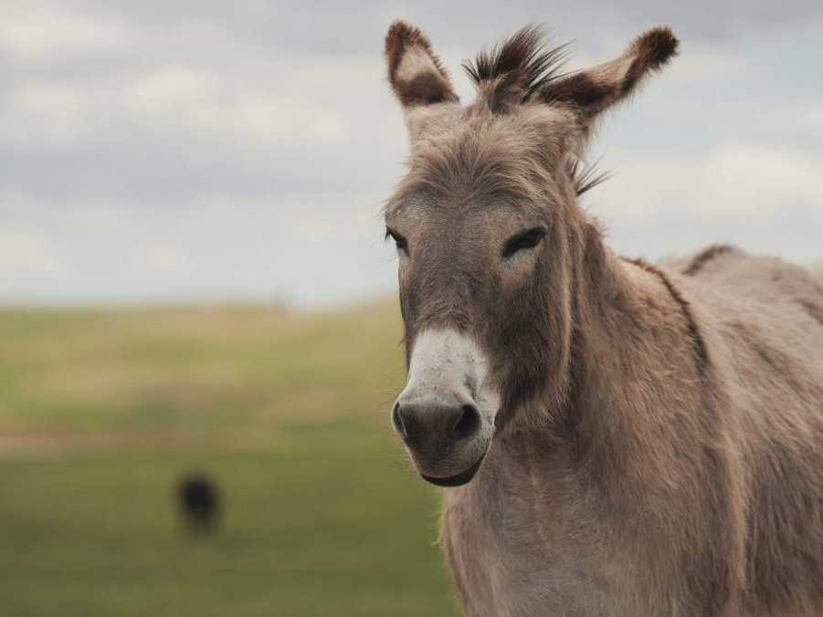 Ilustračná snímka somára.