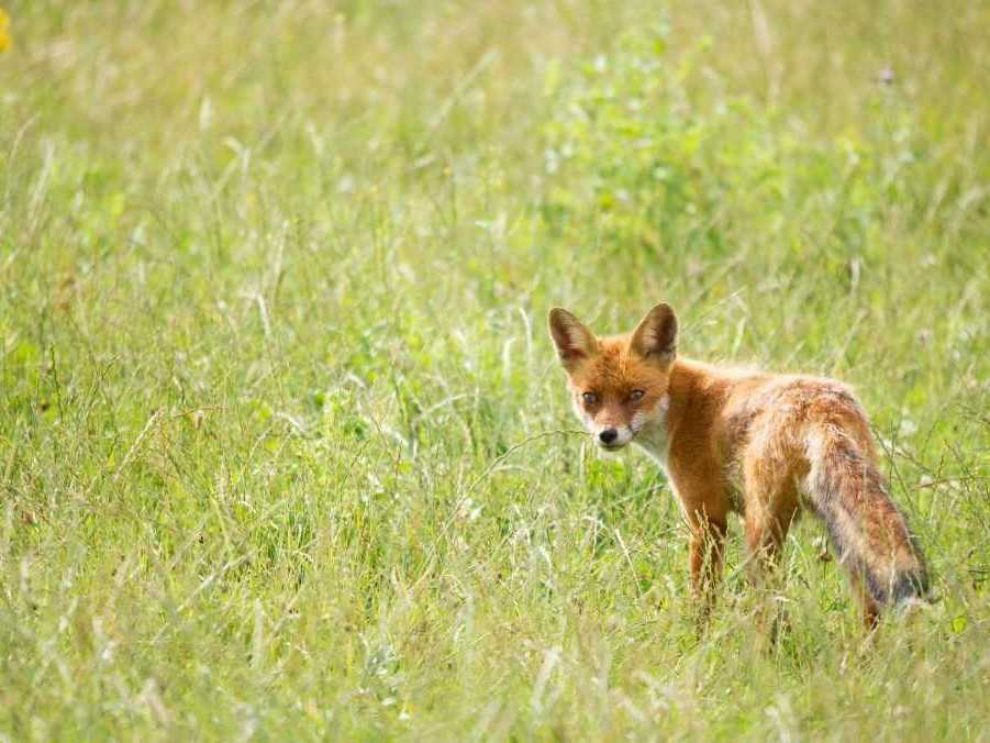 Na ilustračnej snímke líška.