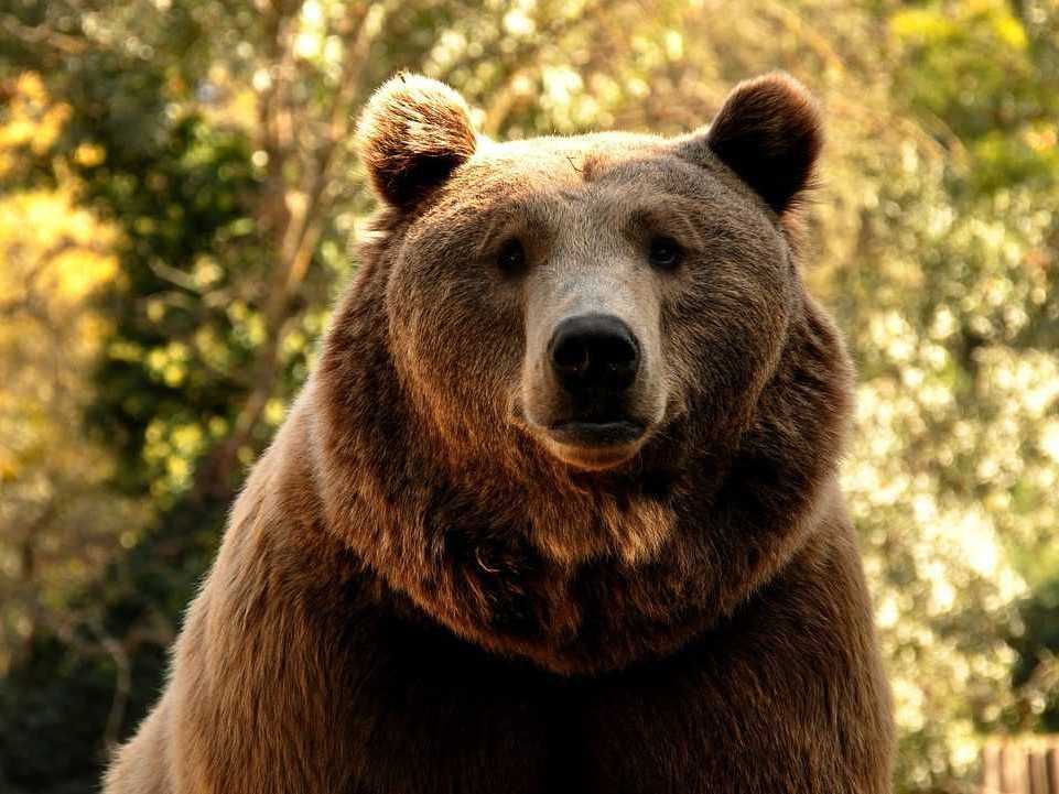 Po evakuácii si doma našiel nečakaného návštevníka: Mužovi z Los Angeles sa pod domom zabýval medveď