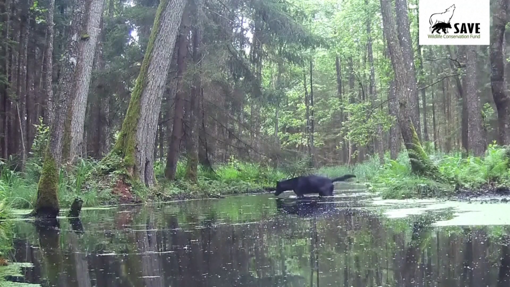 VIDEO: Fotopasca zachytila vzácne čierne vlky, v Európe sa vyskytujú len zriedka