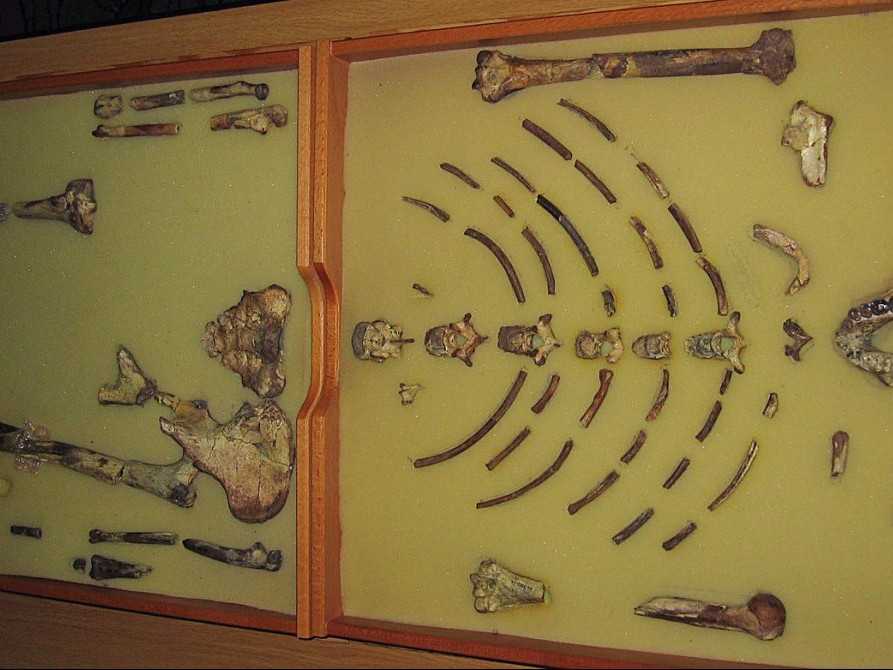 Zarámované fosílne pozostatky australopiteka Lucy.