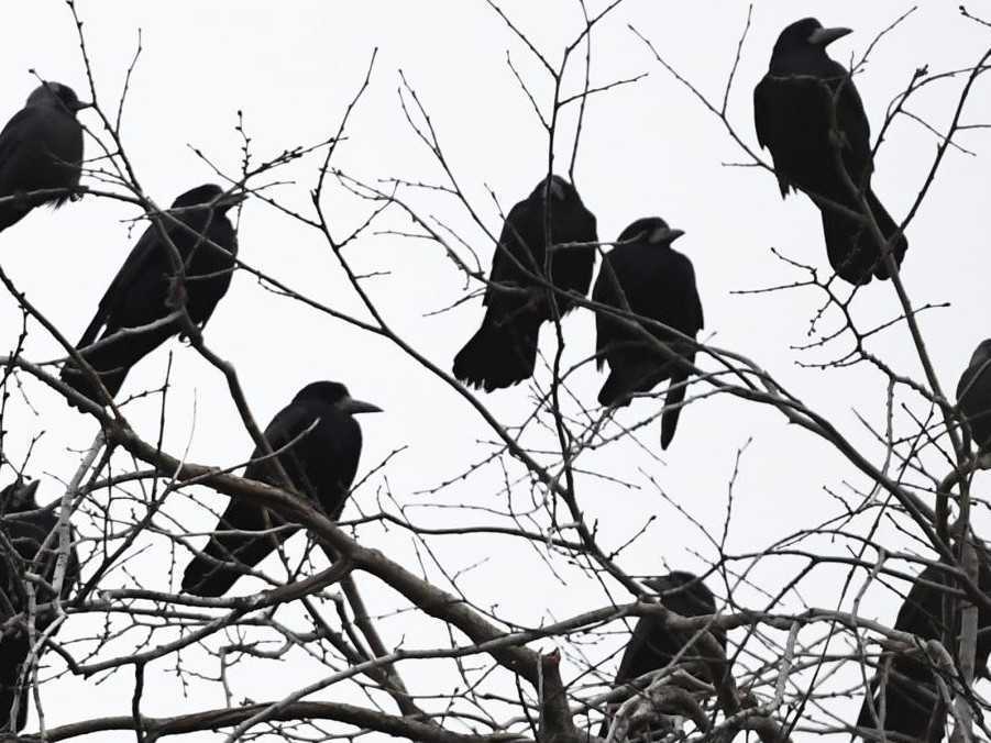 Kŕdeľ havranov na strome.