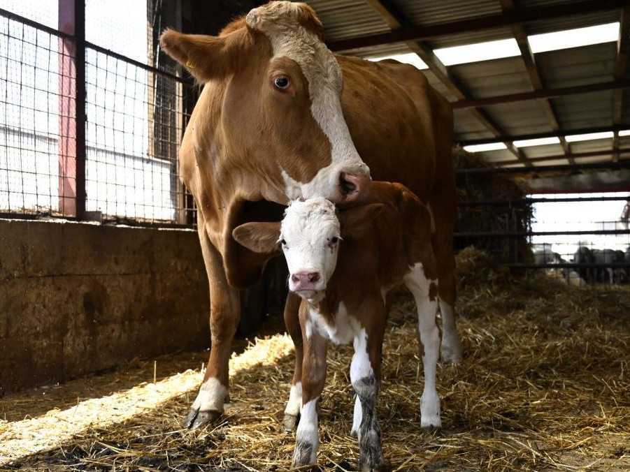 Krava s teliatkom na farme v obci Kamenec pod Vtáčnikom.