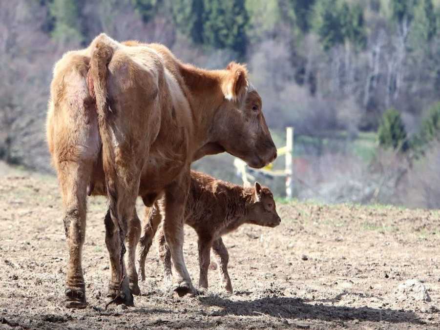 Krava s teliatkom na paši v Kráľovej pri Zvolene.